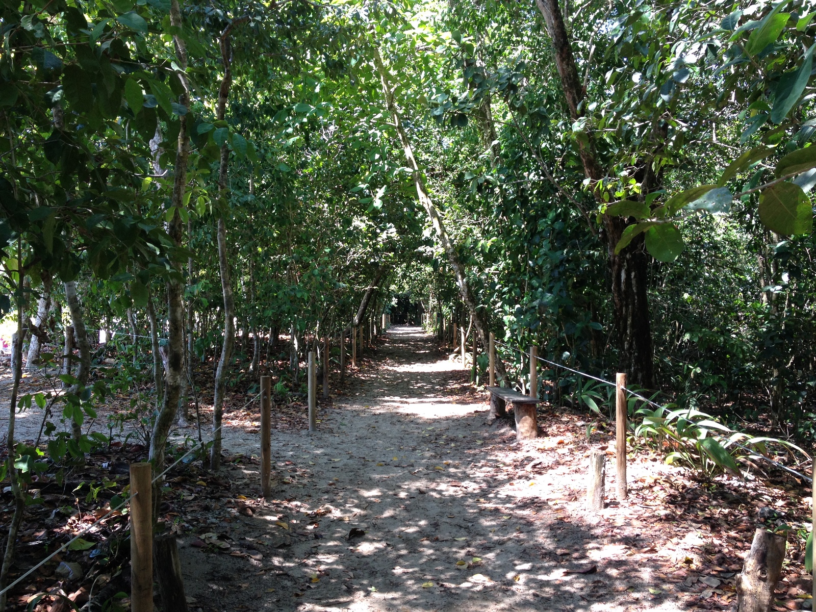 รูปถ่าย คอสตาริกา(Costa Rica) มานวยล์อันโตนีโอ(Manuel Antonio) 2015-03 250