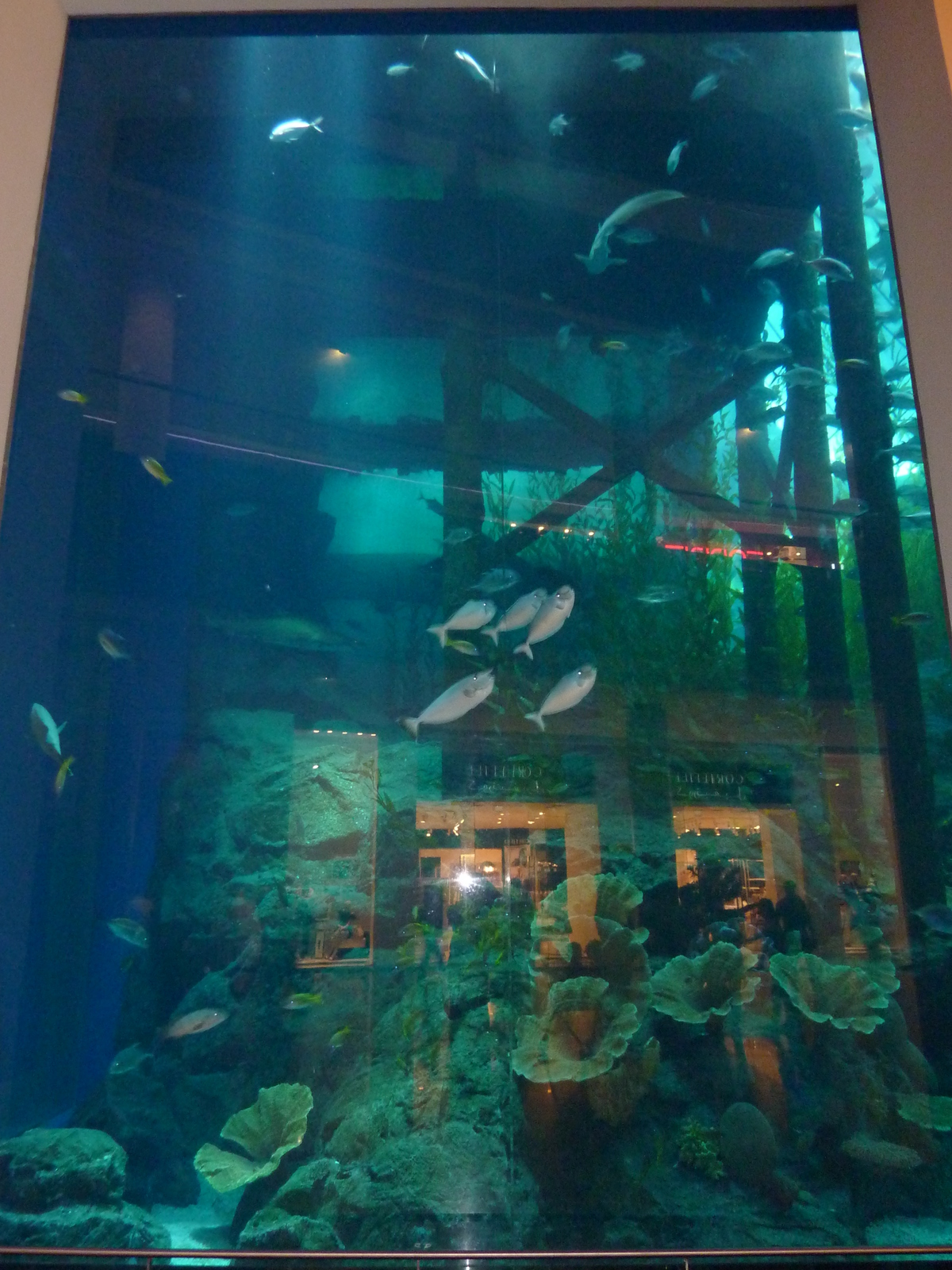 รูปถ่าย สหรัฐอาหรับเอมิเรตส์(United Arab Emirates) ดูไบ(Dubai) ดูไบมอลล์(The Dubai Mall) 2009-12 4