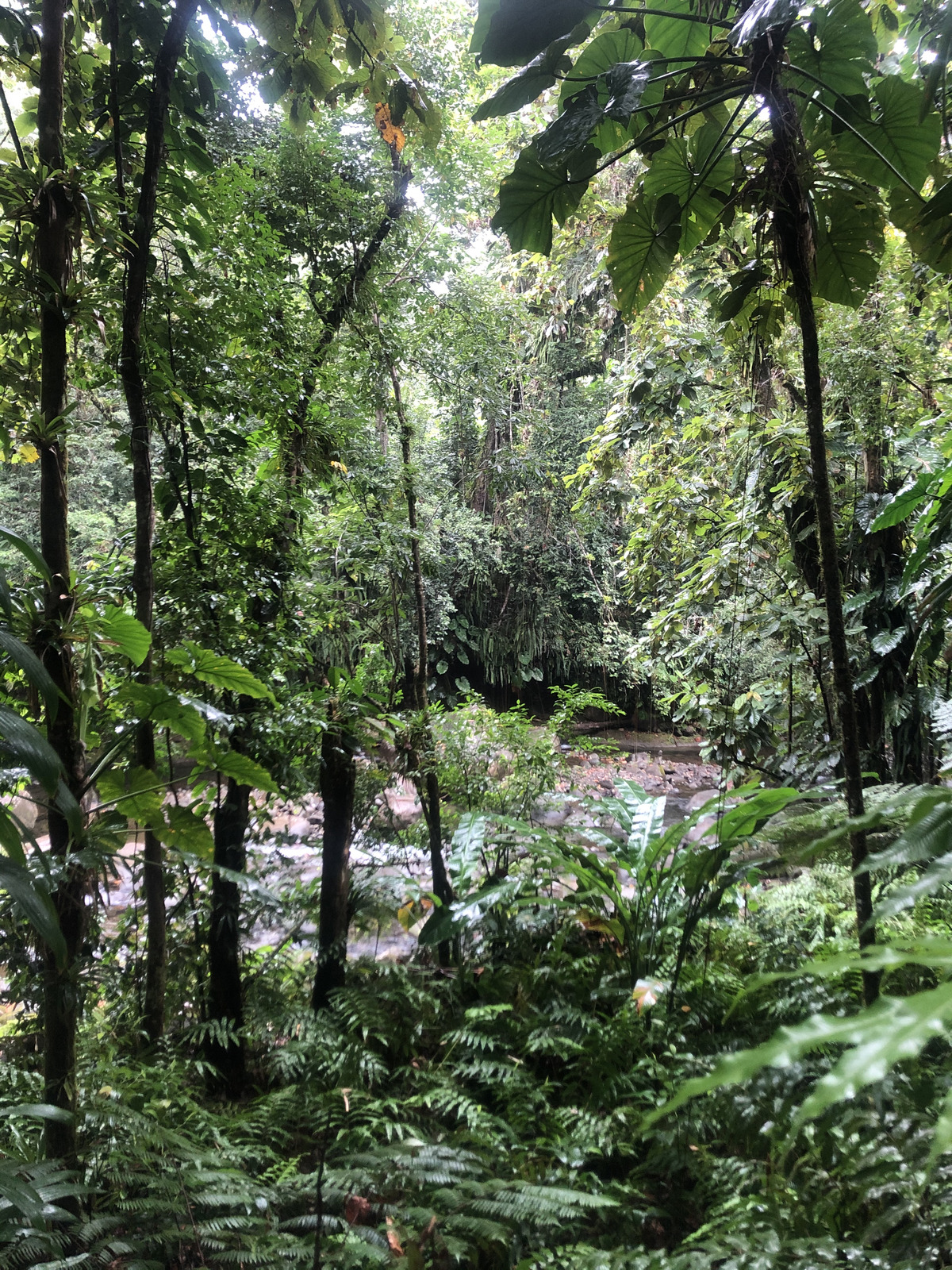 รูปถ่าย กวาเดอลูป(Guadeloupe) น้ำตกกุ้งเครย์ฟิช(Cascade aux ecrevisses) 2021-02 14
