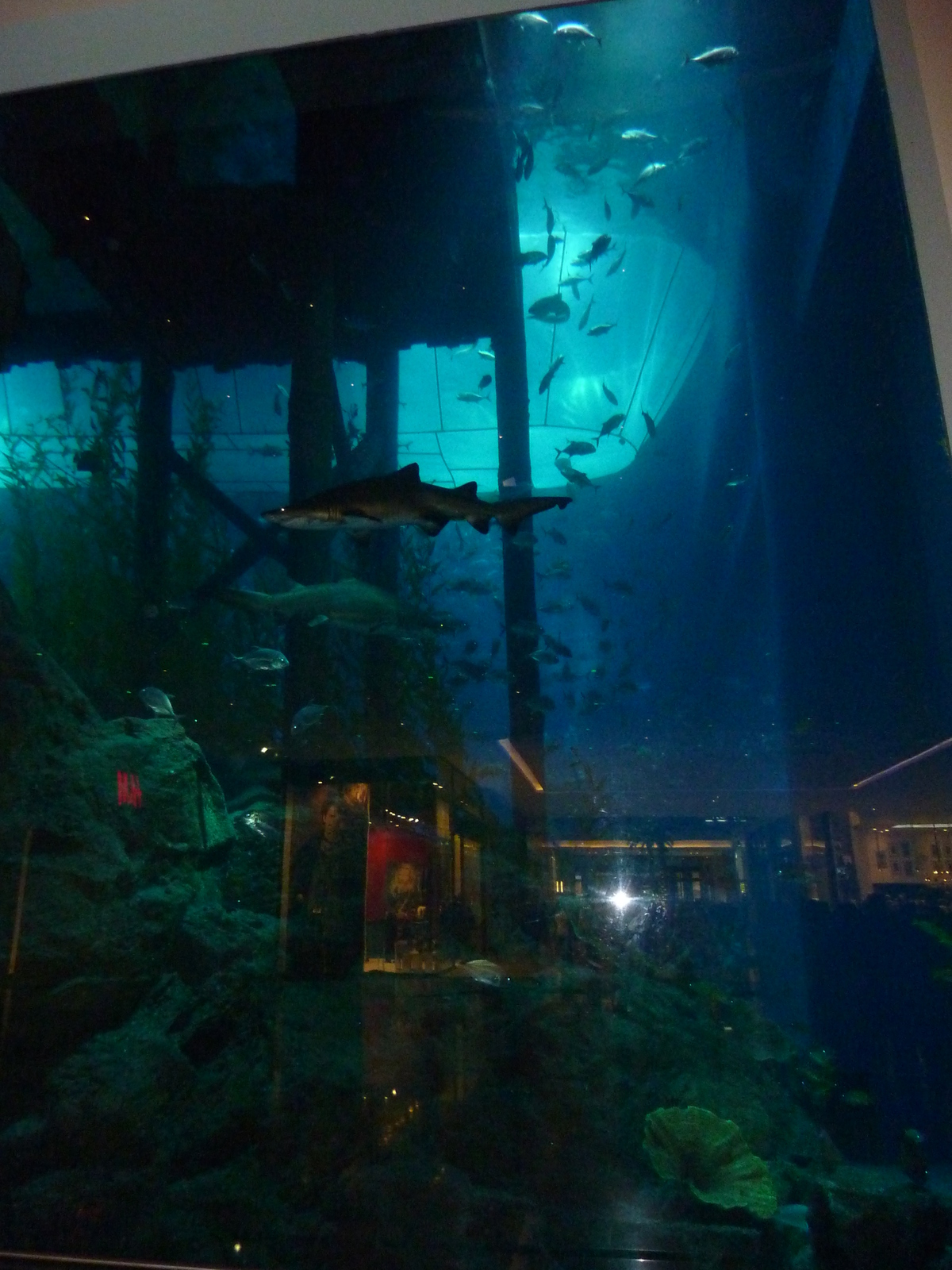 รูปถ่าย สหรัฐอาหรับเอมิเรตส์(United Arab Emirates) ดูไบ(Dubai) ดูไบมอลล์(The Dubai Mall) 2009-12 23