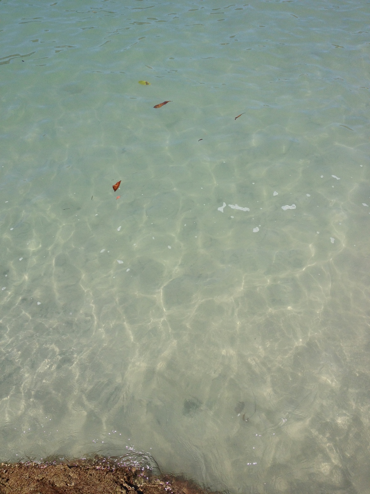 รูปถ่าย คอสตาริกา(Costa Rica) มานวยล์อันโตนีโอ(Manuel Antonio) 2015-03 199
