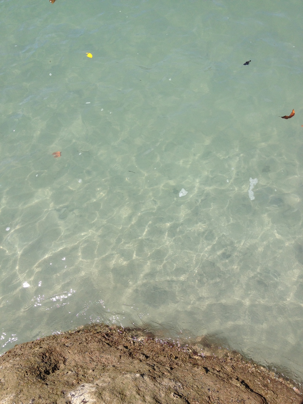 รูปถ่าย คอสตาริกา(Costa Rica) มานวยล์อันโตนีโอ(Manuel Antonio) 2015-03 360