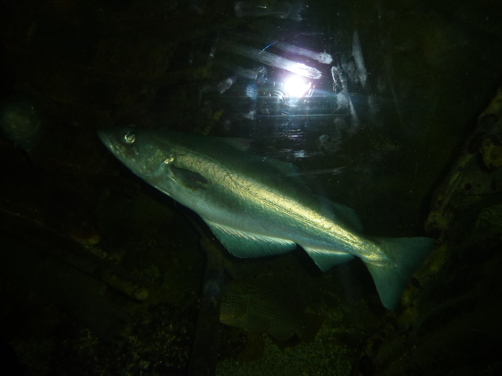 รูปถ่าย ฝรั่งเศส(France) เลอกรัวซิก(Le Croisic) โอเชียเรียม(Ocearium) 2009-10 4