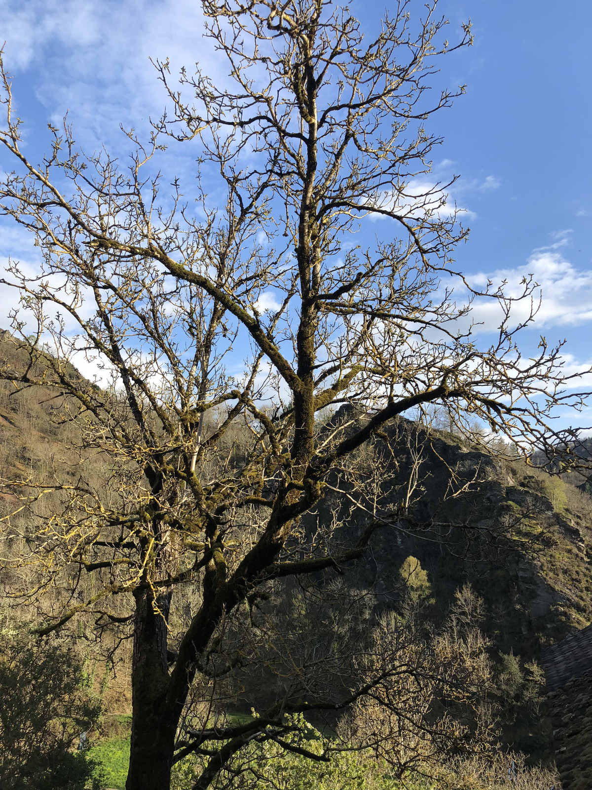 รูปถ่าย ฝรั่งเศส(France) กงก์(Conques) 2018-04 98