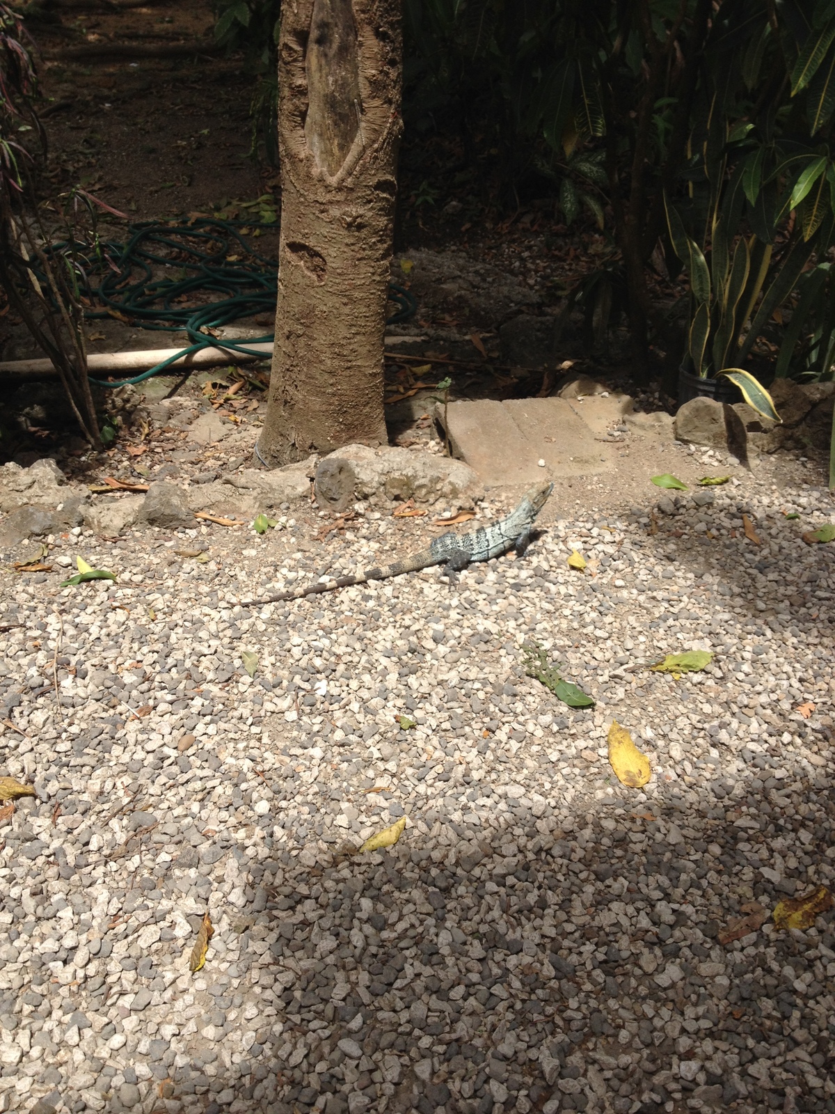รูปถ่าย คอสตาริกา(Costa Rica) มอนเตซูมา(Montezuma) 2015-03 506