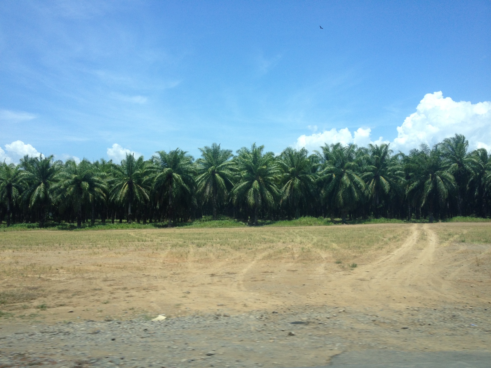 รูปถ่าย คอสตาริกา(Costa Rica) ฆาโก(Jaco) 2015-03 68