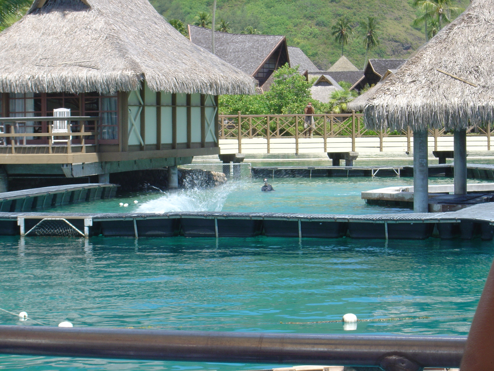 รูปถ่าย เฟรนช์โพลี่นีเซีย(Polynesia) มูเรีย(Moorea) 2006-04 63
