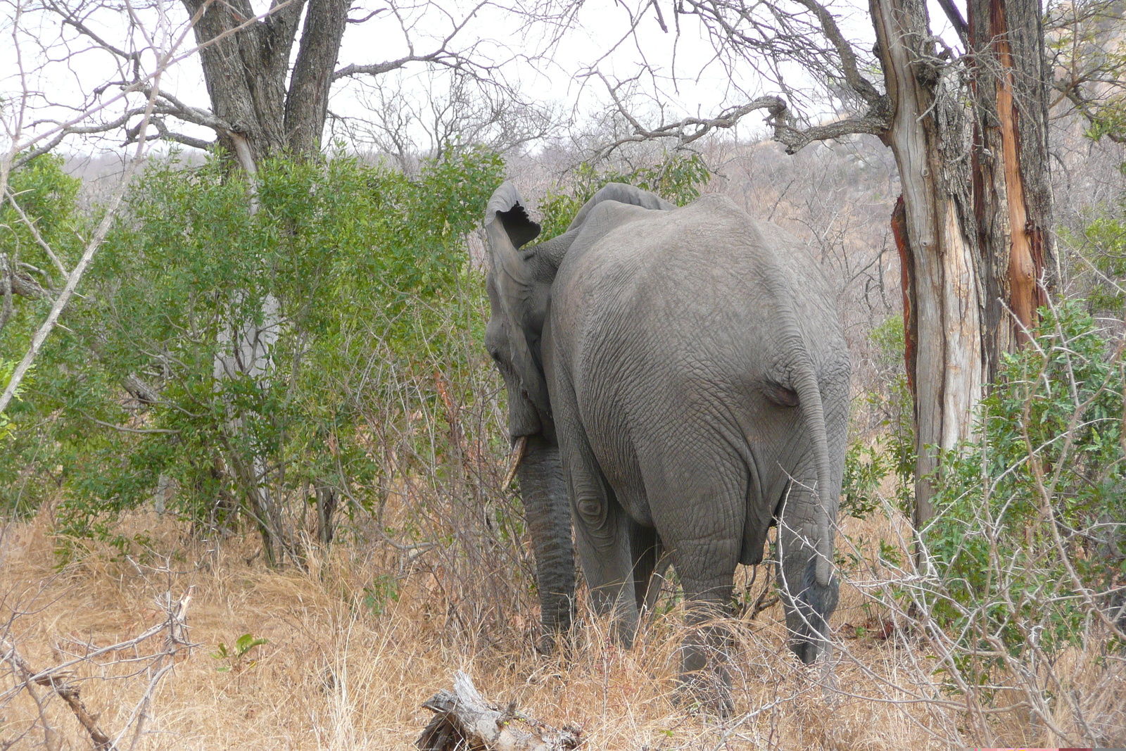 รูปถ่าย แอฟริกาใต้(South Africa) อุทยานแห่งชาติครูเกอร์(Kruger National Park) 2008-09 77