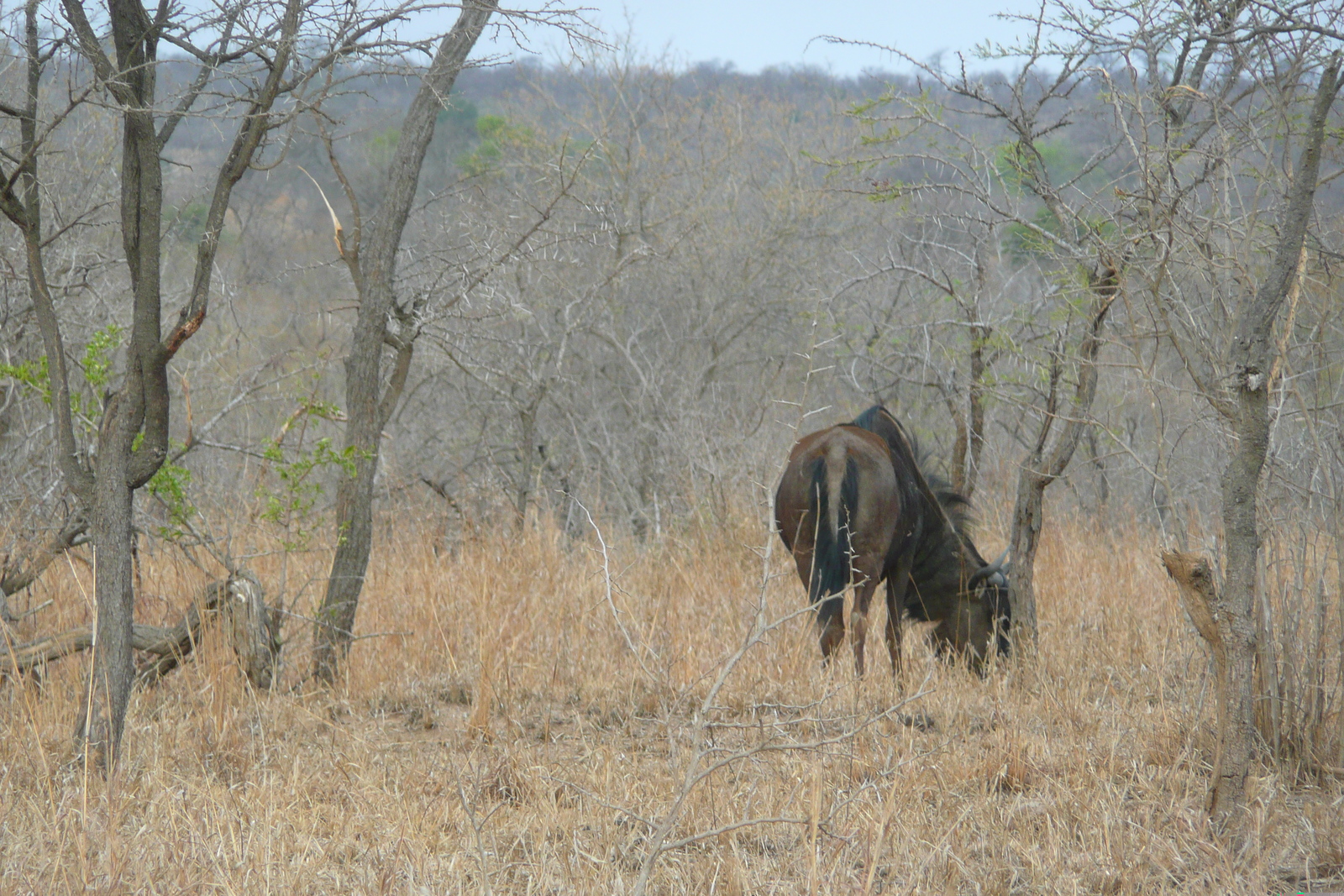รูปถ่าย แอฟริกาใต้(South Africa) อุทยานแห่งชาติครูเกอร์(Kruger National Park) 2008-09 70