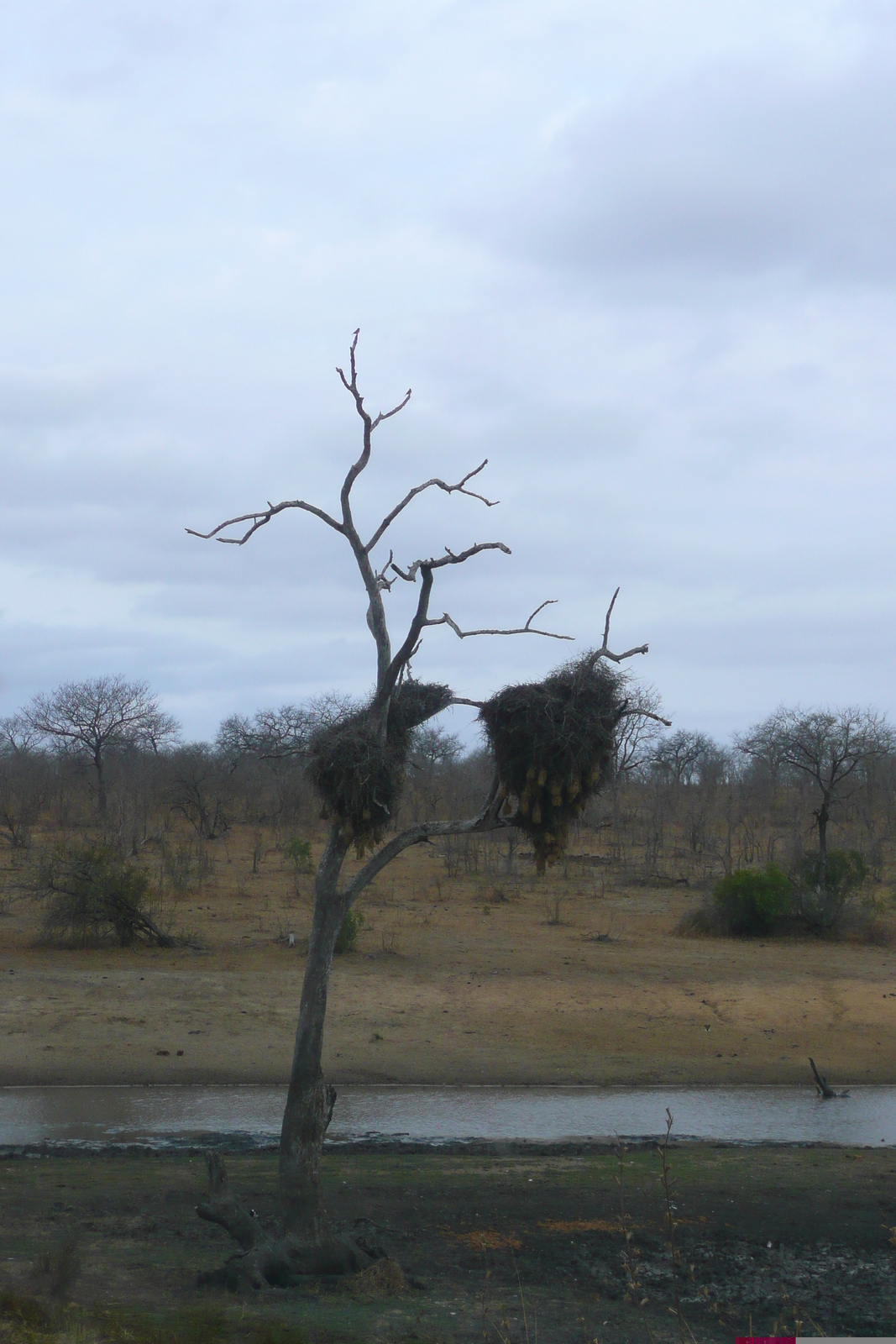 รูปถ่าย แอฟริกาใต้(South Africa) อุทยานแห่งชาติครูเกอร์(Kruger National Park) 2008-09 132