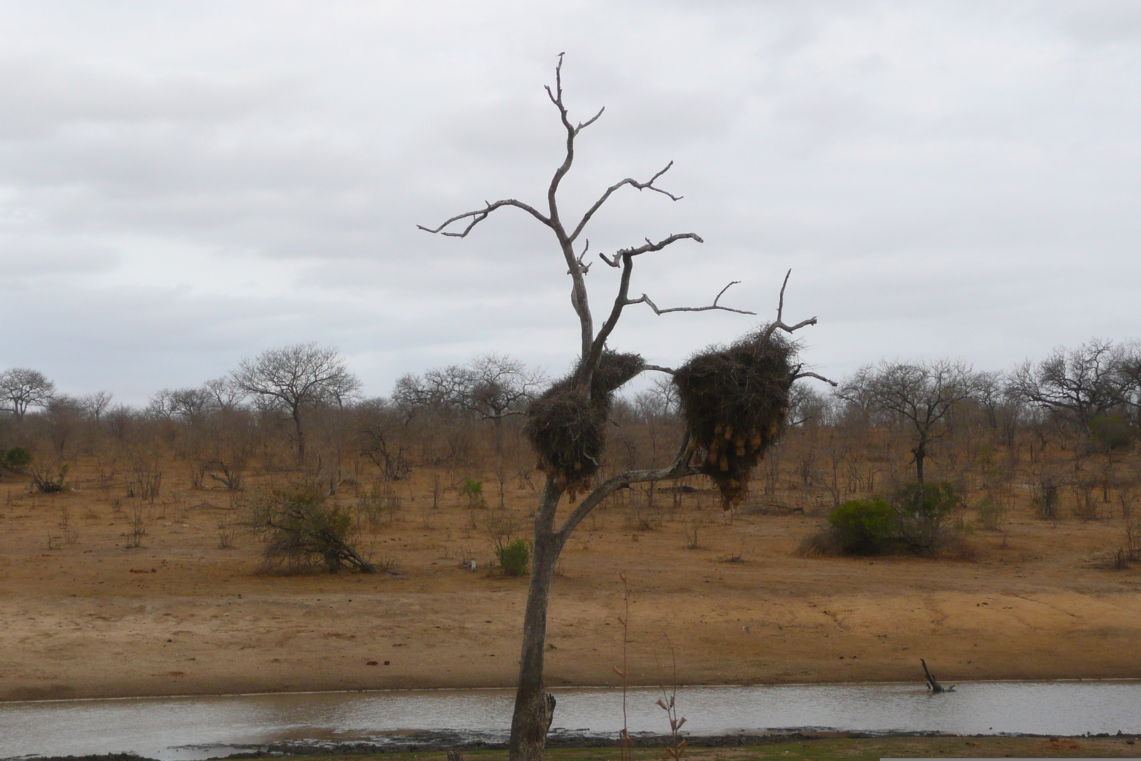 รูปถ่าย แอฟริกาใต้(South Africa) อุทยานแห่งชาติครูเกอร์(Kruger National Park) 2008-09 127