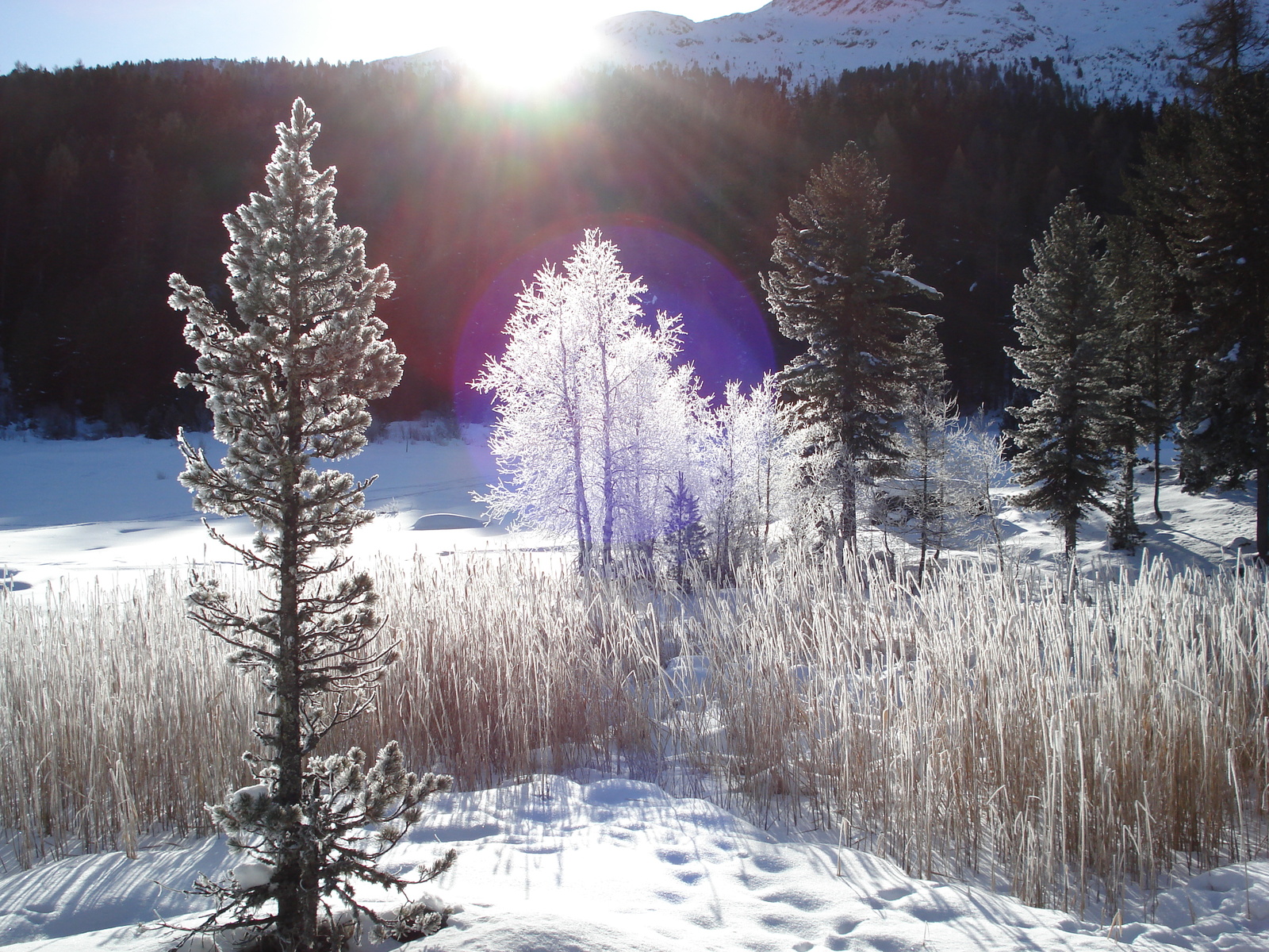 รูปถ่าย สวิสเซอร์แลนด์(Switzerland) เซนต์มอริตซ์ ชลาริญญา(St Moritz Schlarigna) 2007-01 93