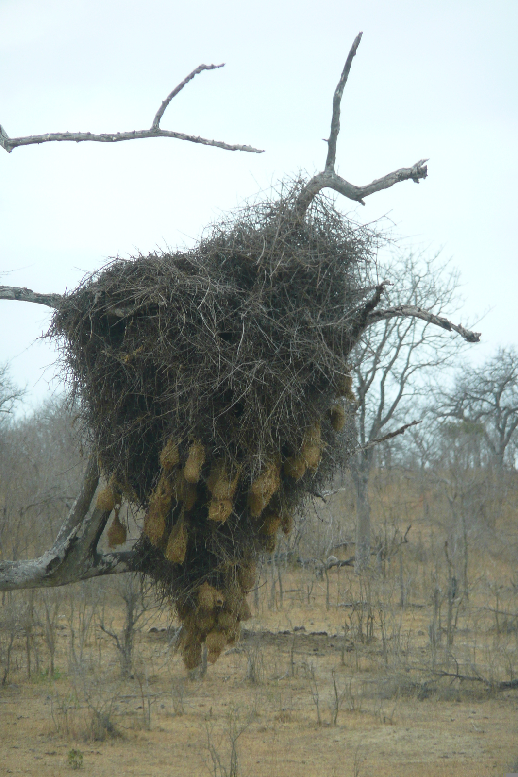 รูปถ่าย แอฟริกาใต้(South Africa) อุทยานแห่งชาติครูเกอร์(Kruger National Park) 2008-09 76