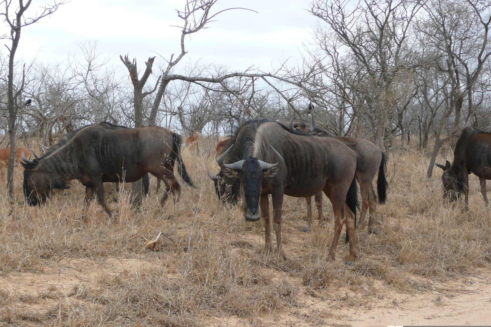 รูปถ่าย แอฟริกาใต้(South Africa) อุทยานแห่งชาติครูเกอร์(Kruger National Park) 2008-09 90