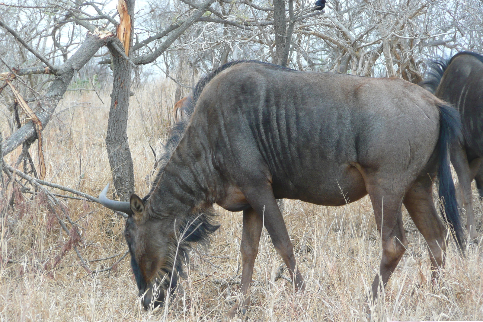 รูปถ่าย แอฟริกาใต้(South Africa) อุทยานแห่งชาติครูเกอร์(Kruger National Park) 2008-09 94