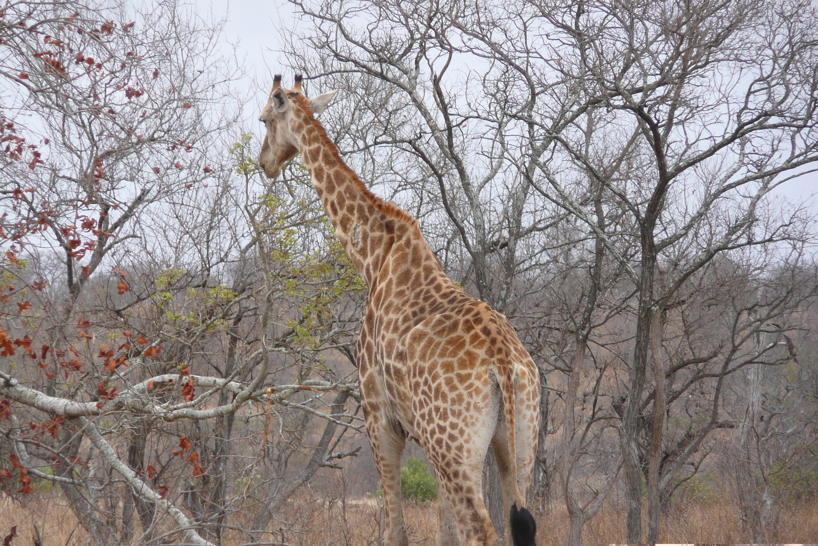 รูปถ่าย แอฟริกาใต้(South Africa) อุทยานแห่งชาติครูเกอร์(Kruger National Park) 2008-09 148