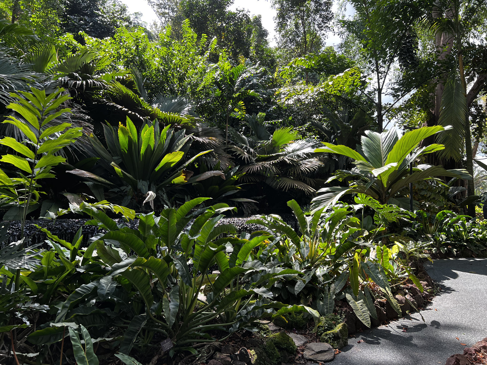 รูปถ่าย สิงคโปร์(Singapore) สวนพฤกษศาสตร์สิงคโปร์(Singapore Botanic Gardens) 2023-01 25