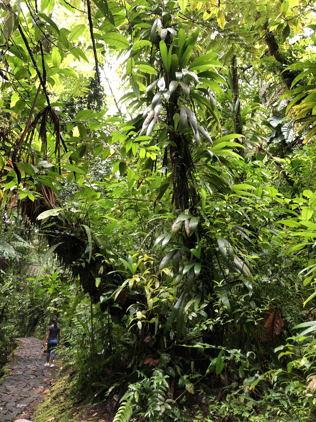 รูปถ่าย กวาเดอลูป(Guadeloupe) น้ำตกการ์เบ(Carbet Falls) 2021-02 18
