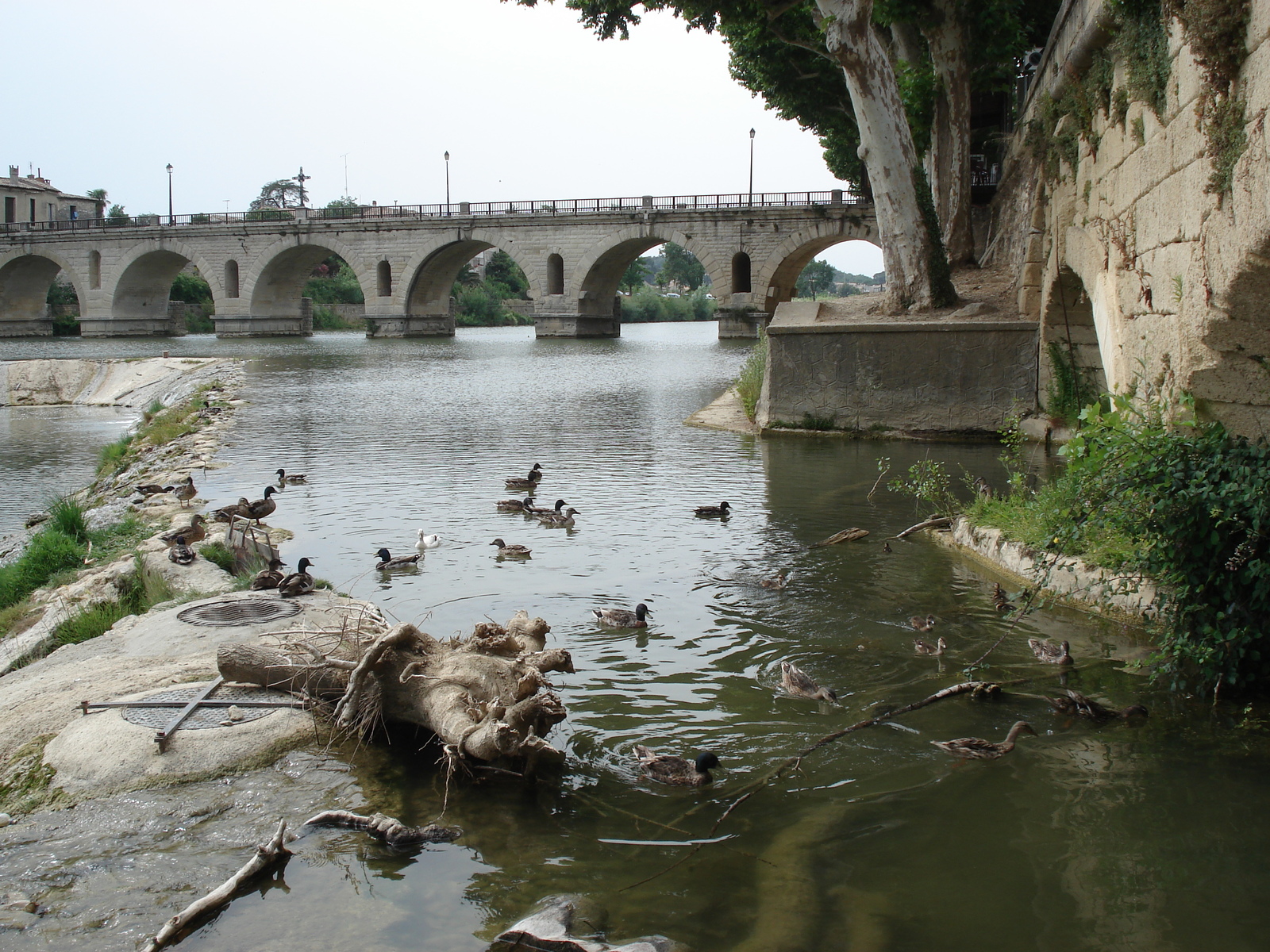 รูปถ่าย ฝรั่งเศส(France) โซเมียร์(Sommieres) 2006-06 83