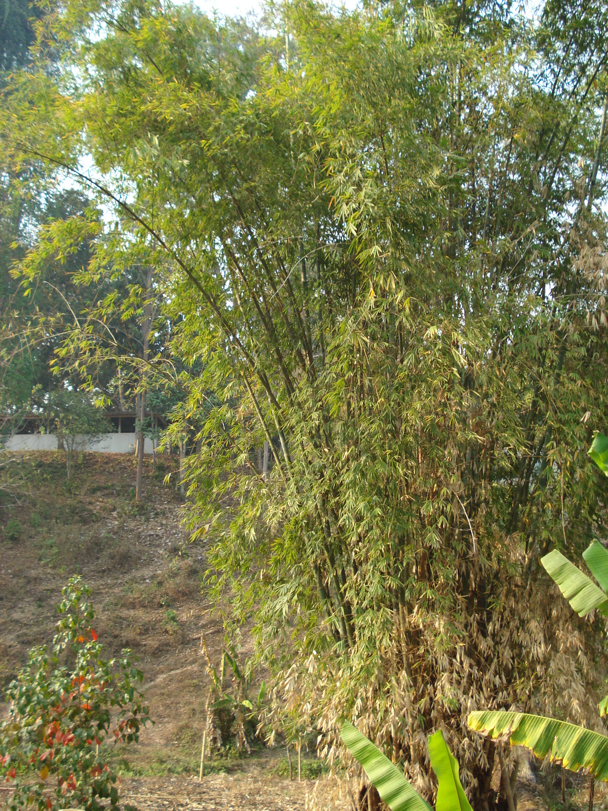รูปถ่าย ไทย(Thailand) ถนนจากเชียงใหม่ไปปาย(Chiang Mai to Pai road) 2007-02 141