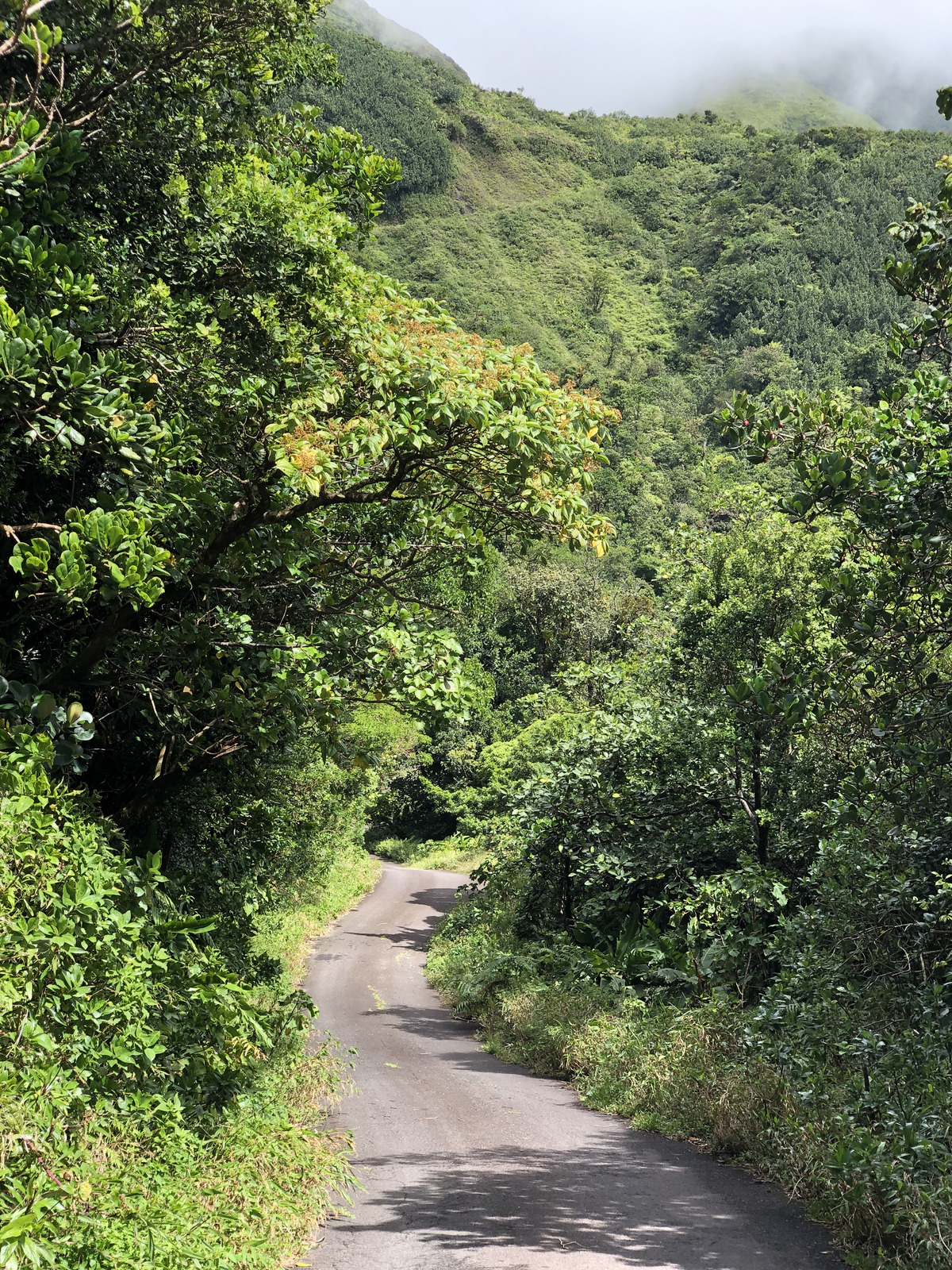 รูปถ่าย กวาเดอลูป(Guadeloupe) ภูเขาไฟลากร็องด์ซูฟรีแยร์(La Grande Soufriere) 2021-02 59