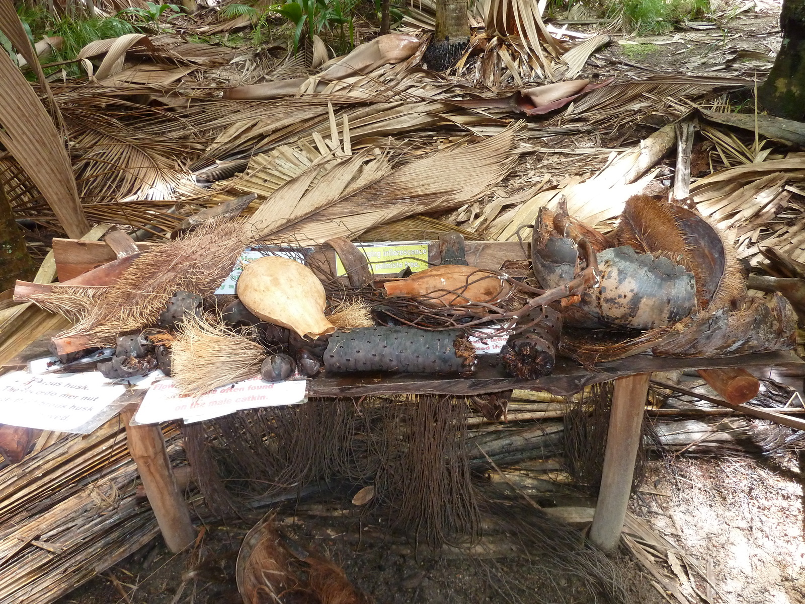 รูปถ่าย เซเชลส์(Seychelles) หุบเขาเดอไม(Vallee de Mai) 2011-10 95