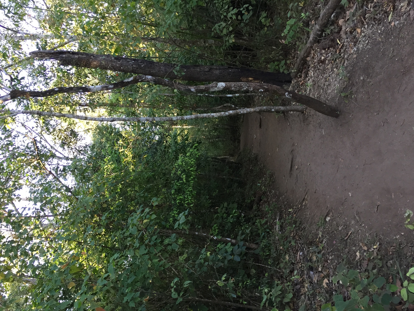 รูปถ่าย ไทย(Thailand) อุทยานแห่งชาติภูหินร่องกล้า(Phu Hin Rong Kla National Park) 2014-12 16
