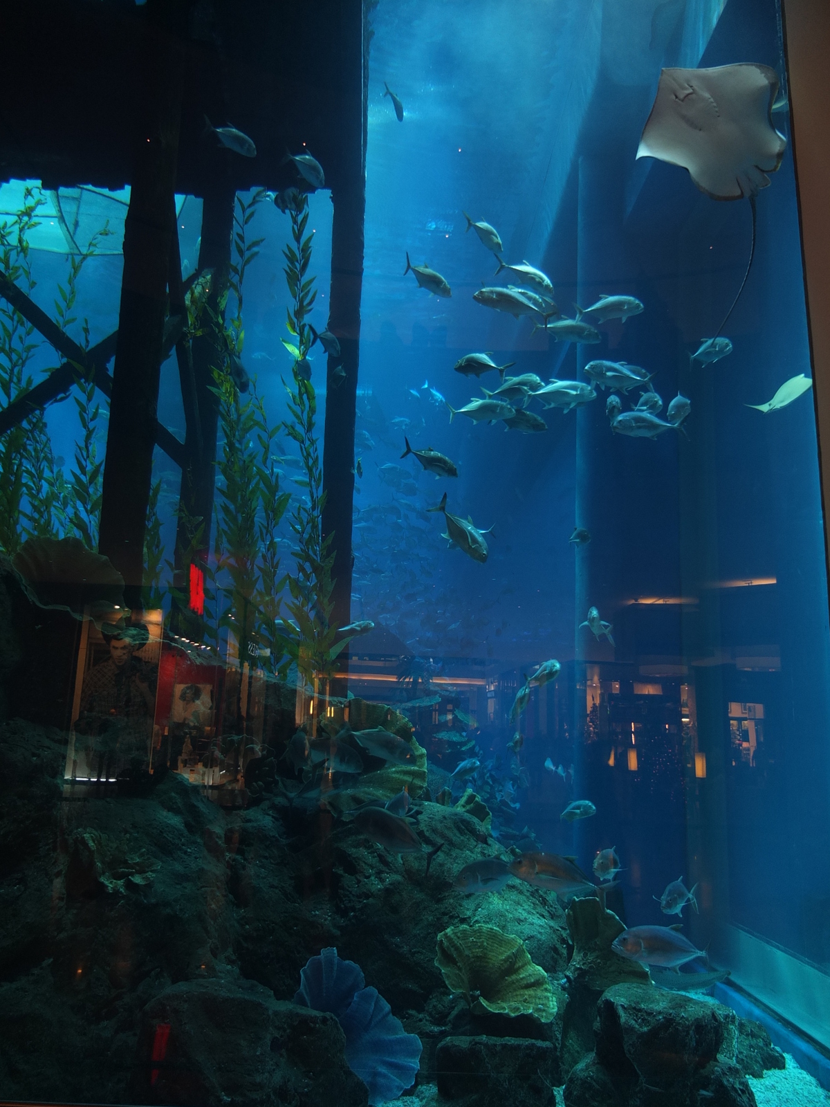 รูปถ่าย สหรัฐอาหรับเอมิเรตส์(United Arab Emirates) ดูไบ(Dubai) ดูไบมอลล์(The Dubai Mall) 2011-12 60
