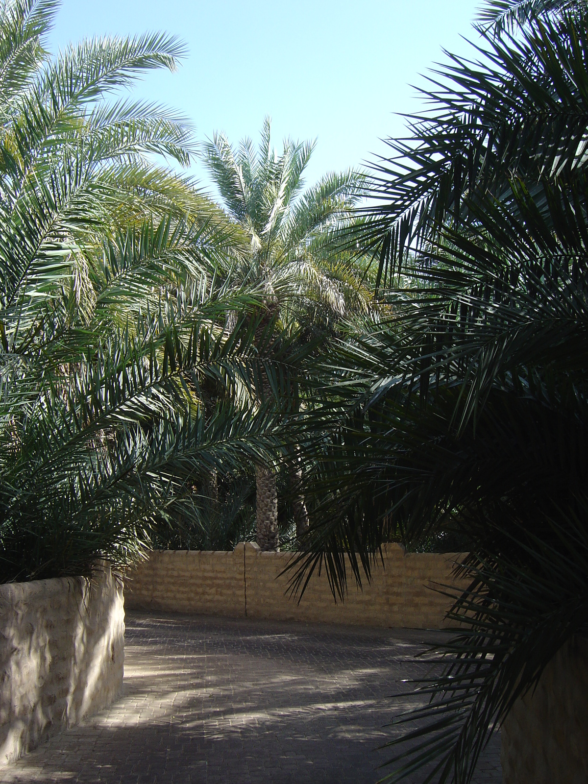 รูปถ่าย สหรัฐอาหรับเอมิเรตส์(United Arab Emirates) อาเลอิน(Al Ain) โอเอซิสอัลไอน์(Al Ain Oasis) 2005-03 19