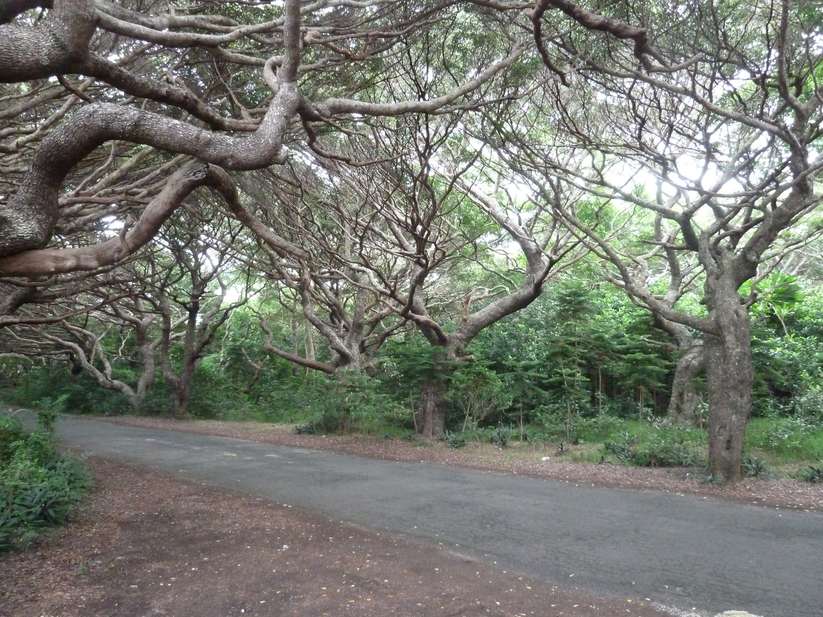 รูปถ่าย นิวแคลิโดเนีย(New Caledonia) เกาะต้นสน(Ile des pins) หาดคูโต(Kuto Beach) 2010-05 2