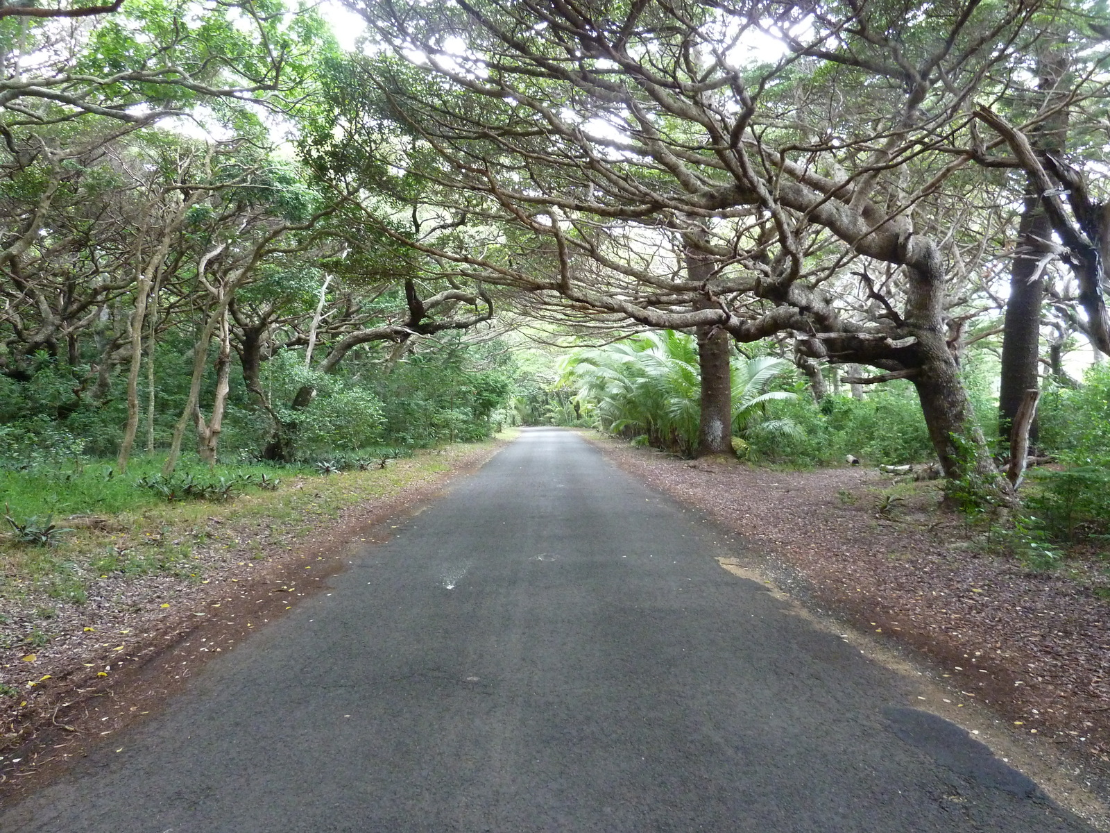รูปถ่าย นิวแคลิโดเนีย(New Caledonia) เกาะต้นสน(Ile des pins) หาดคูโต(Kuto Beach) 2010-05 3