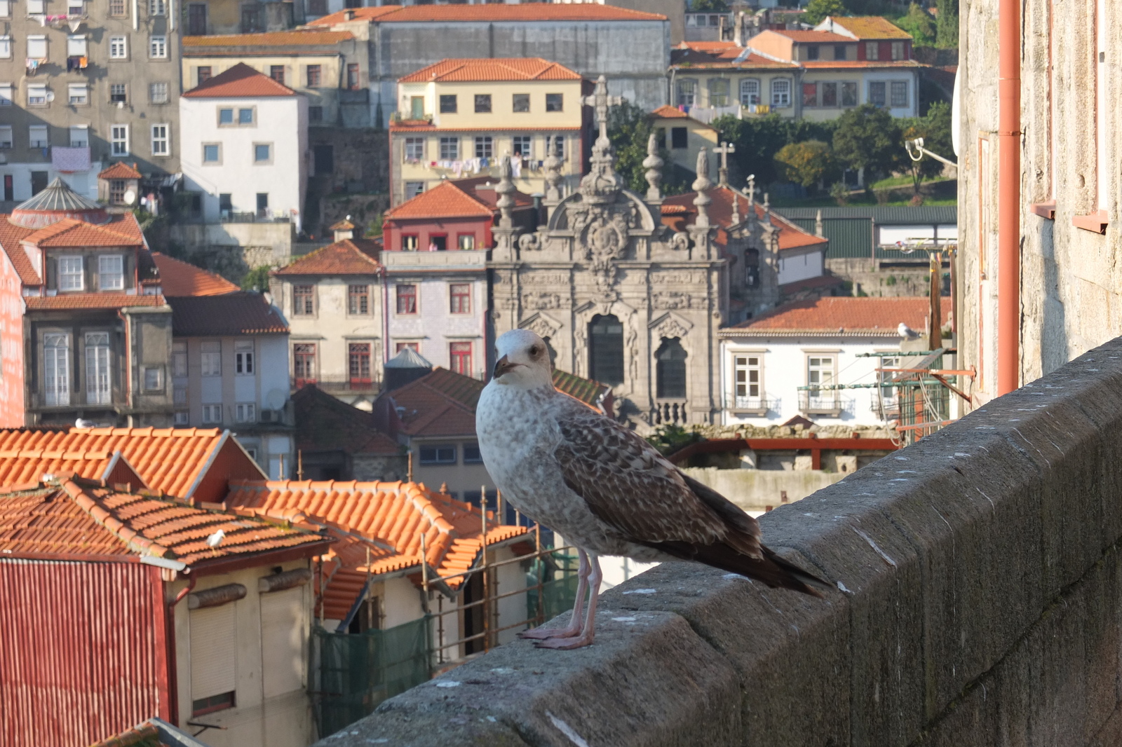 รูปถ่าย โปรตุเกส(Portugal) ปอร์โต(Porto) 2013-01 113