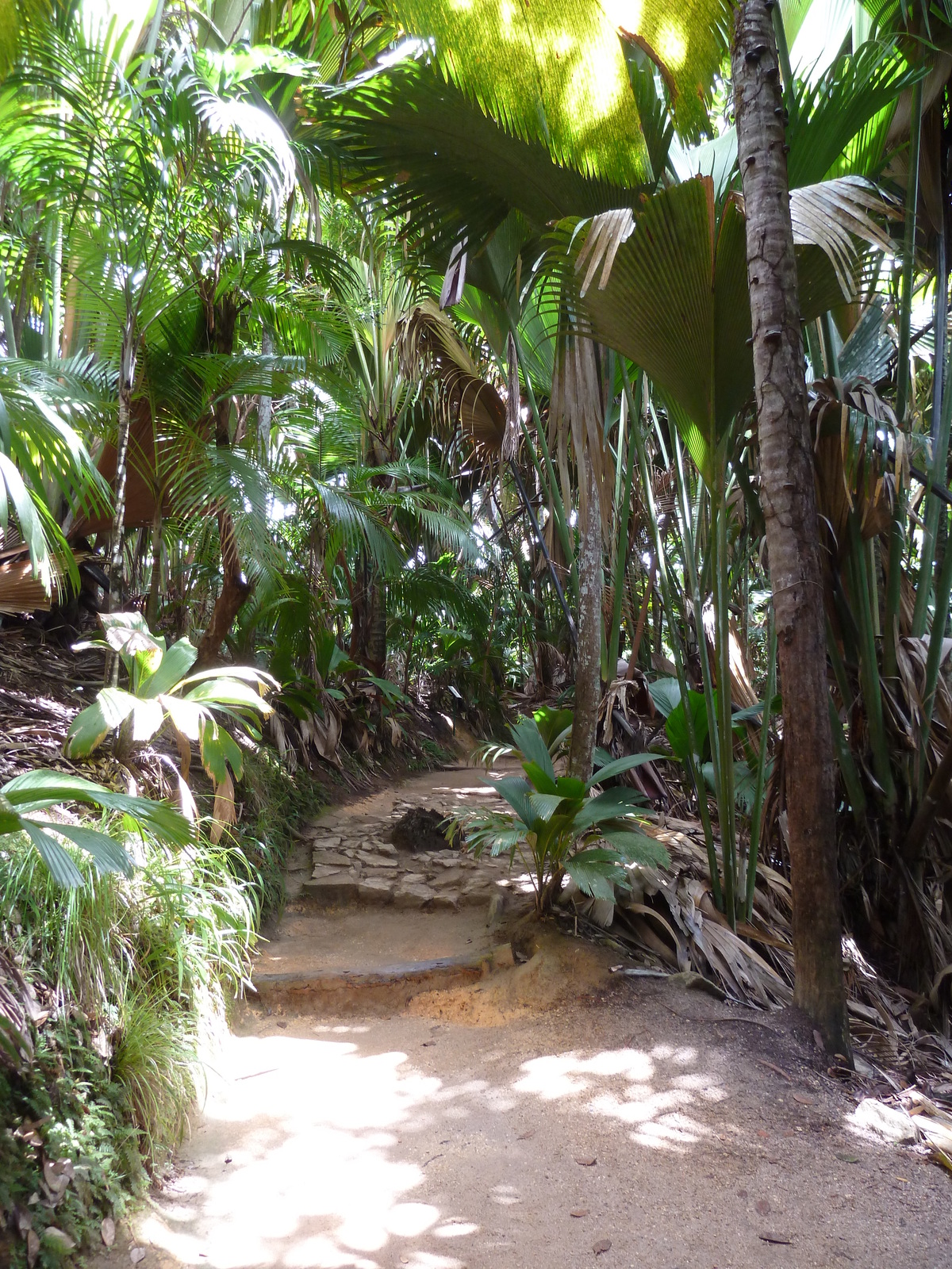 รูปถ่าย เซเชลส์(Seychelles) หุบเขาเดอไม(Vallee de Mai) 2011-10 7