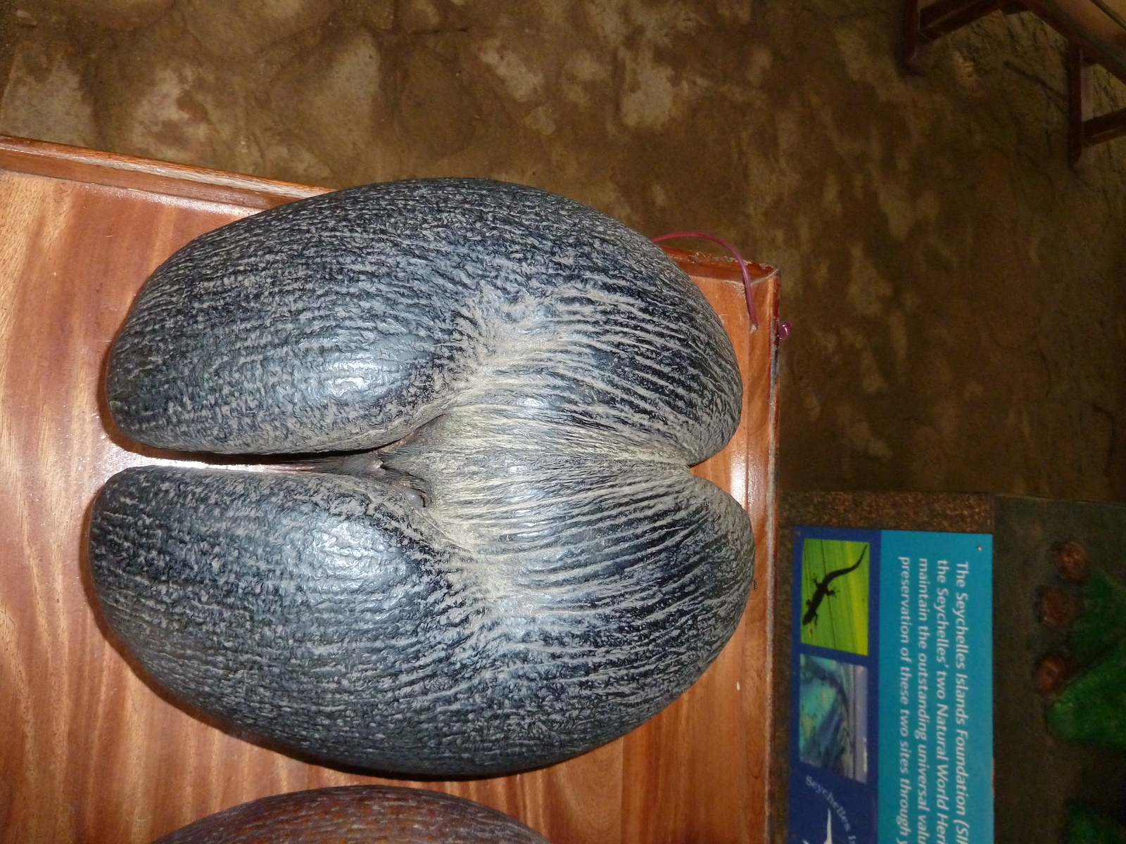 รูปถ่าย เซเชลส์(Seychelles) หุบเขาเดอไม(Vallee de Mai) 2011-10 9