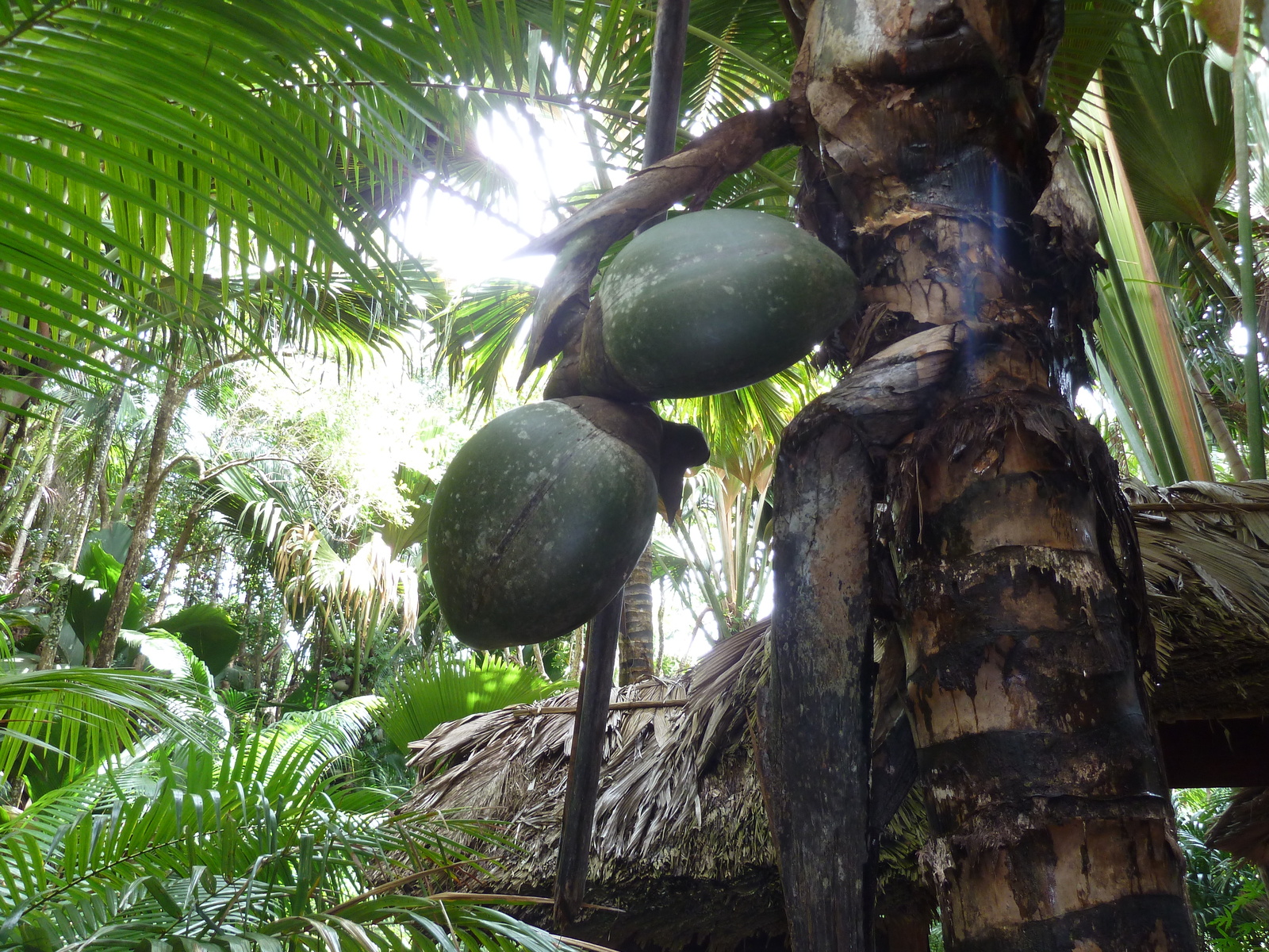 รูปถ่าย เซเชลส์(Seychelles) หุบเขาเดอไม(Vallee de Mai) 2011-10 28