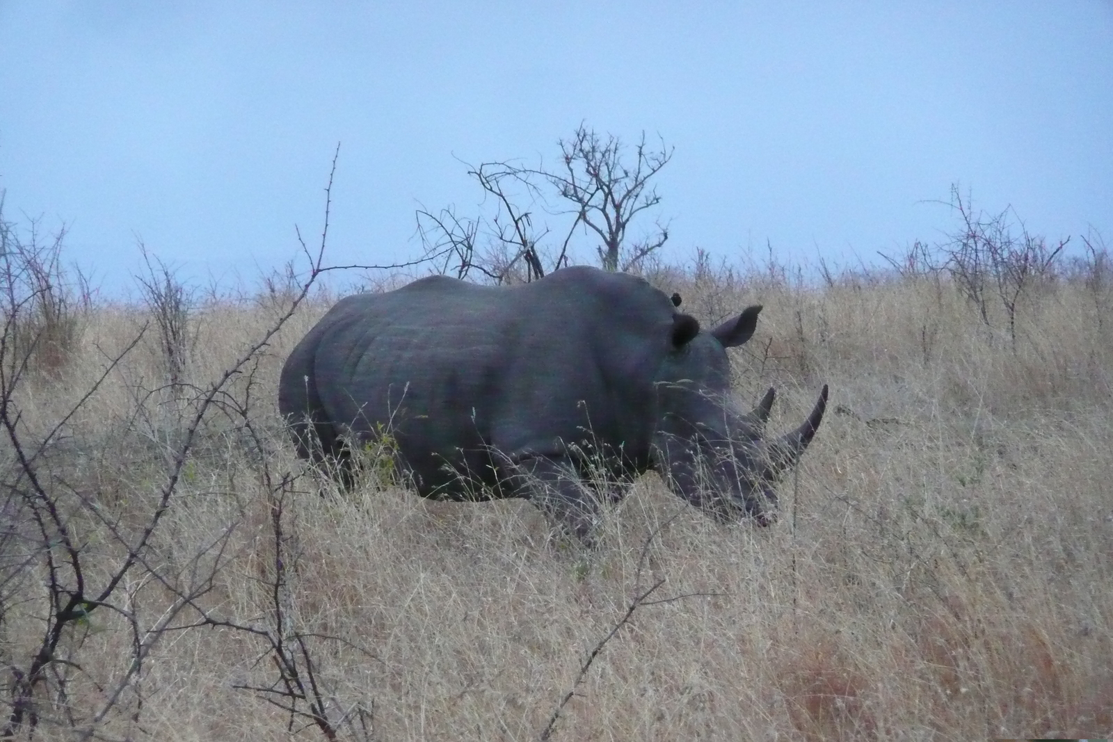 รูปถ่าย แอฟริกาใต้(South Africa) อุทยานแห่งชาติครูเกอร์(Kruger National Park) 2008-09 131