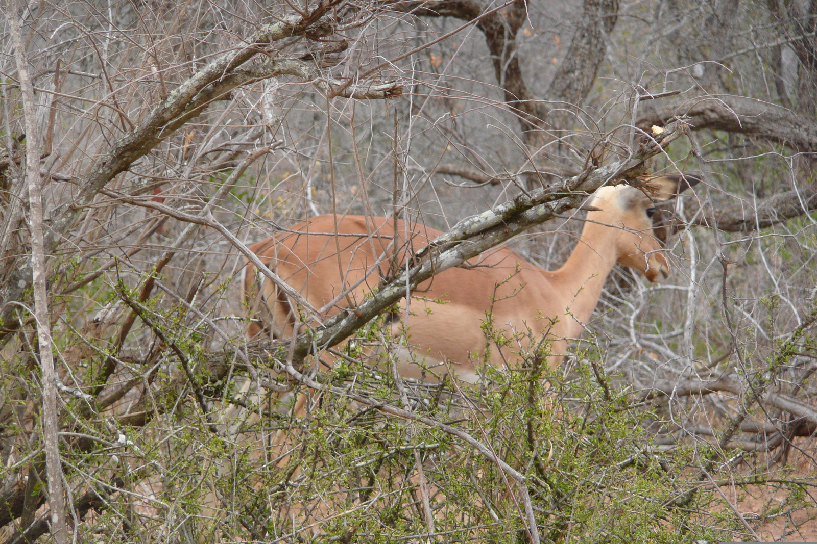 รูปถ่าย แอฟริกาใต้(South Africa) อุทยานแห่งชาติครูเกอร์(Kruger National Park) 2008-09 137