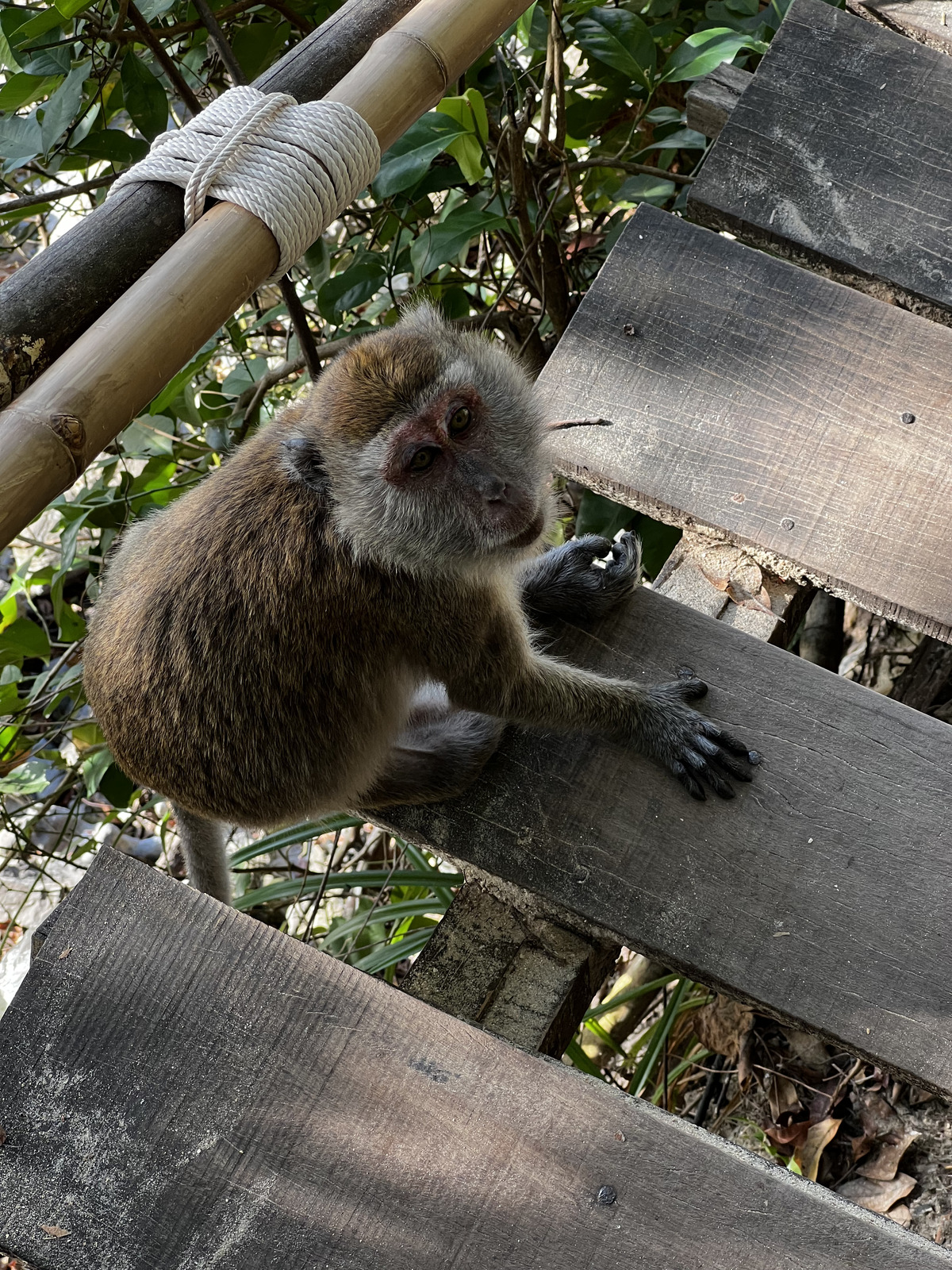 รูปถ่าย ไทย(Thailand) กระบี่(Krabi) 2023-01 110