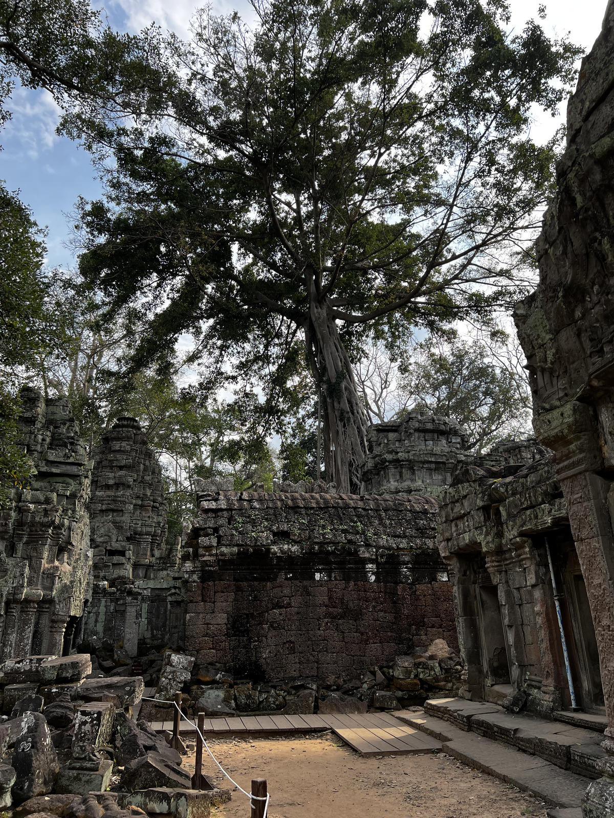 รูปถ่าย กัมพูชา(Cambodia) เสียมราฐ(Siem Reap) ปราสาทตาพรหม(Ta Prohm) 2023-01 23