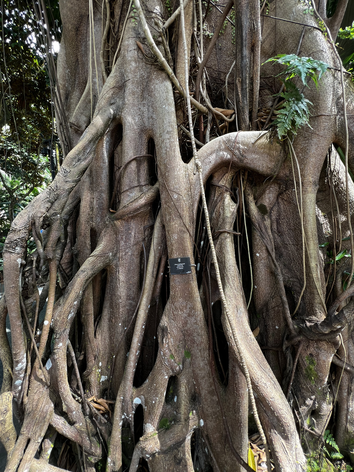 รูปถ่าย สิงคโปร์(Singapore) สวนพฤกษศาสตร์สิงคโปร์(Singapore Botanic Gardens) 2023-01 63