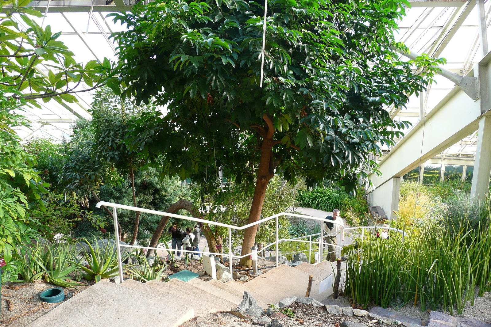 รูปถ่าย ฝรั่งเศส(France) นีส(Nice) สวนฟีนิกซ์(Phoenix Parc) 2007-10 6