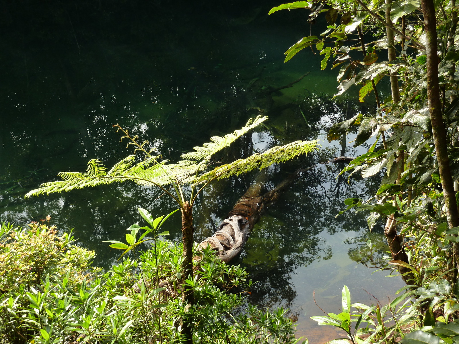 รูปถ่าย นิวแคลิโดเนีย(New Caledonia) อุทยานริเวียร์เบลอ(Parc de la Riviere Bleue) โรงแรมเลอกร็องกาโอรี(Le Grand Kaori) 2010-05 46