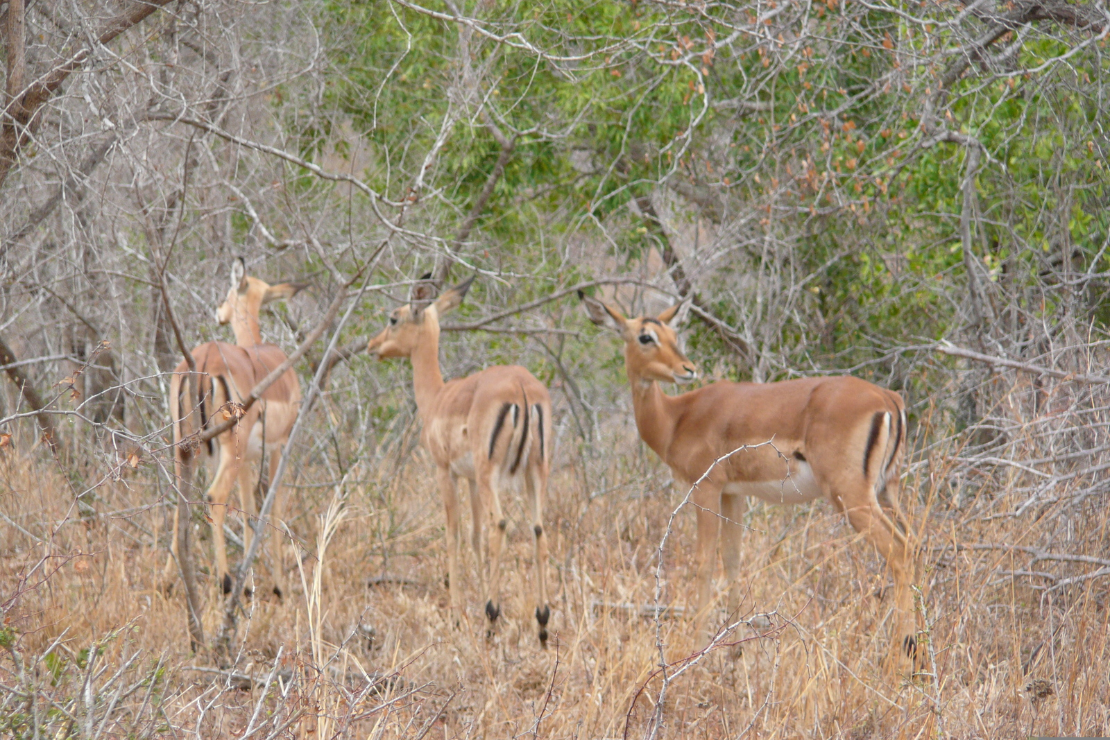 รูปถ่าย แอฟริกาใต้(South Africa) อุทยานแห่งชาติครูเกอร์(Kruger National Park) 2008-09 80