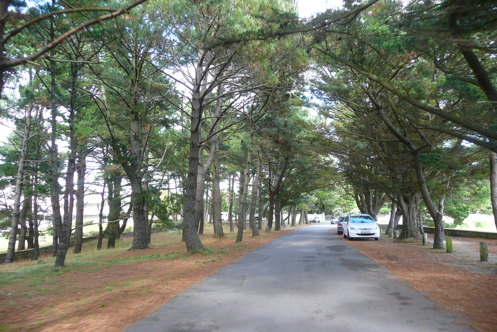 รูปถ่าย ฝรั่งเศส(France) แซ็งฟีลีแบร์(Saint Philibert) 2008-07 19