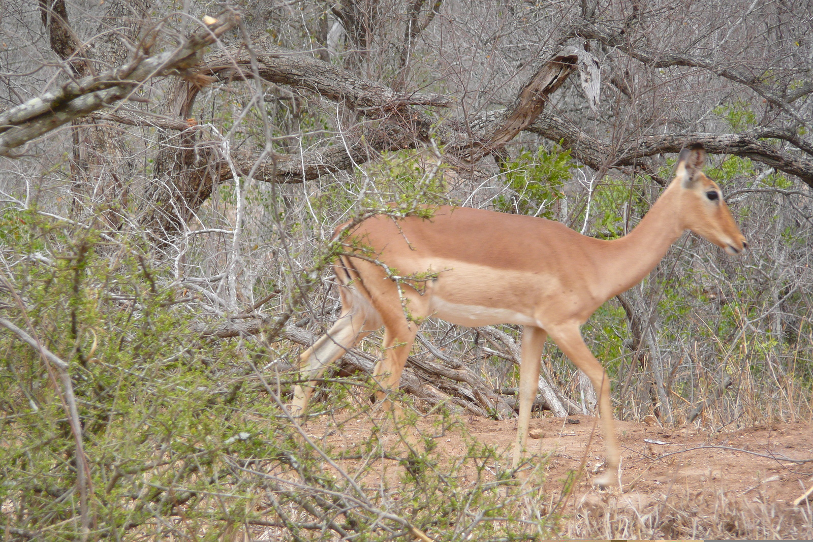รูปถ่าย แอฟริกาใต้(South Africa) อุทยานแห่งชาติครูเกอร์(Kruger National Park) 2008-09 60