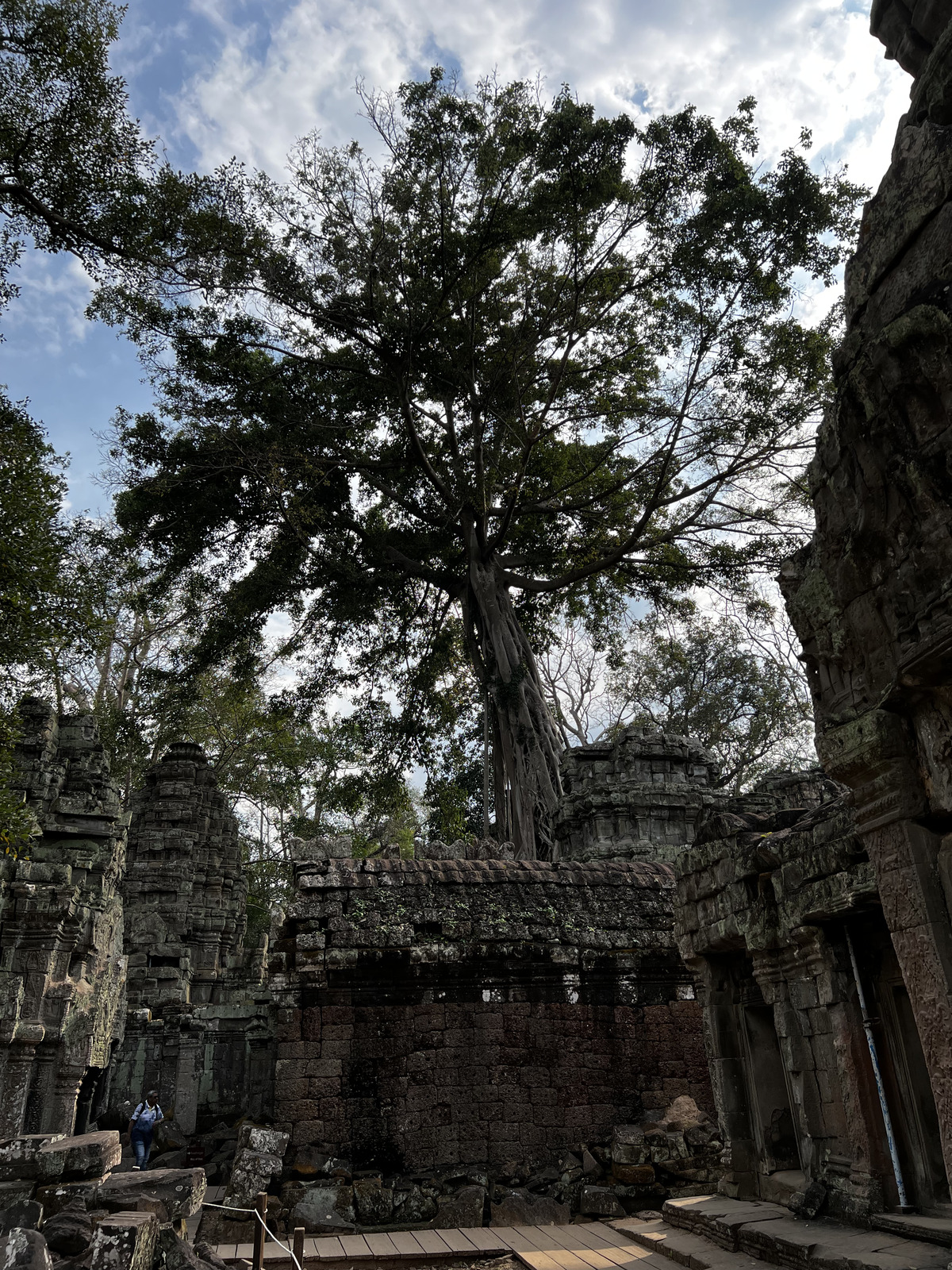 รูปถ่าย กัมพูชา(Cambodia) เสียมราฐ(Siem Reap) ปราสาทตาพรหม(Ta Prohm) 2023-01 15