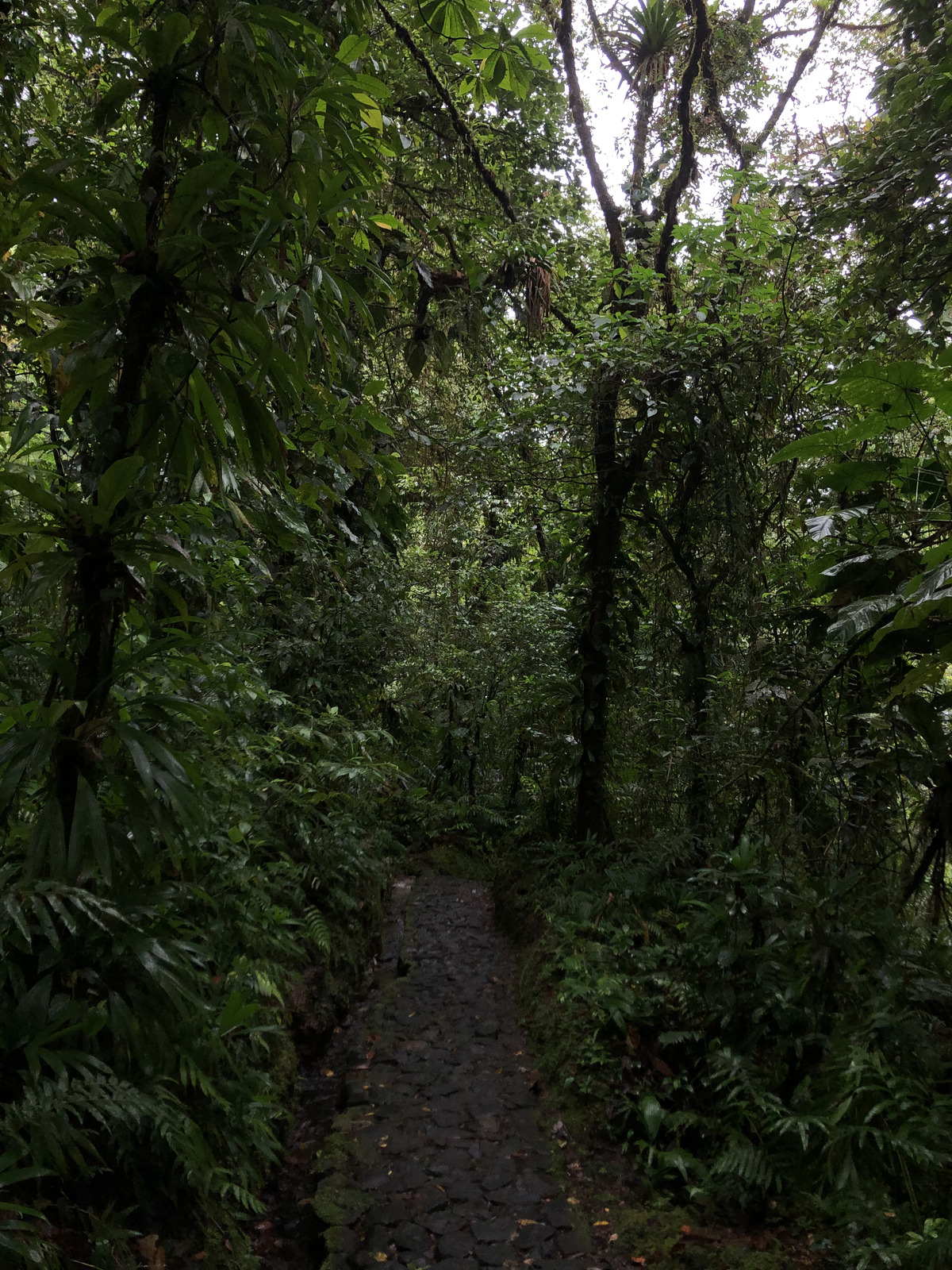 รูปถ่าย กวาเดอลูป(Guadeloupe) น้ำตกการ์เบ(Carbet Falls) 2021-02 45