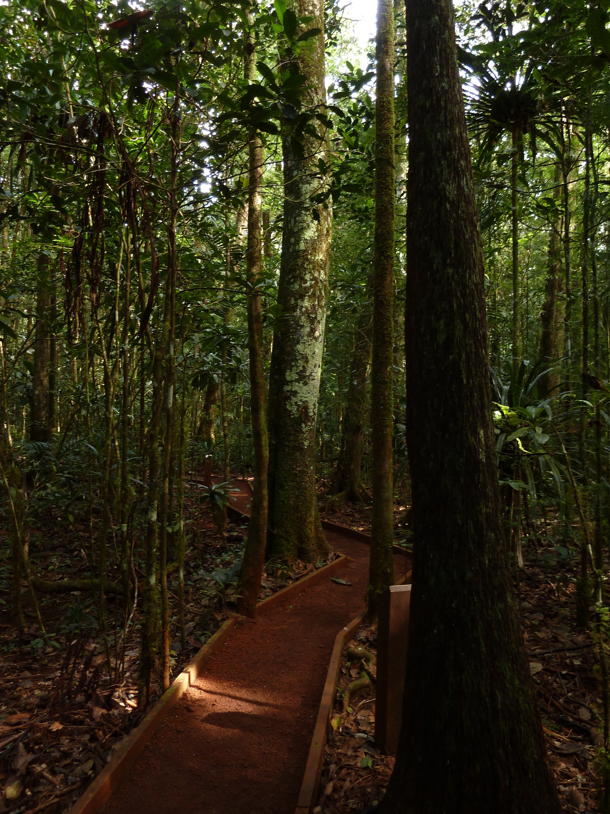 รูปถ่าย นิวแคลิโดเนีย(New Caledonia) อุทยานริเวียร์เบลอ(Parc de la Riviere Bleue) โรงแรมเลอกร็องกาโอรี(Le Grand Kaori) 2010-05 0