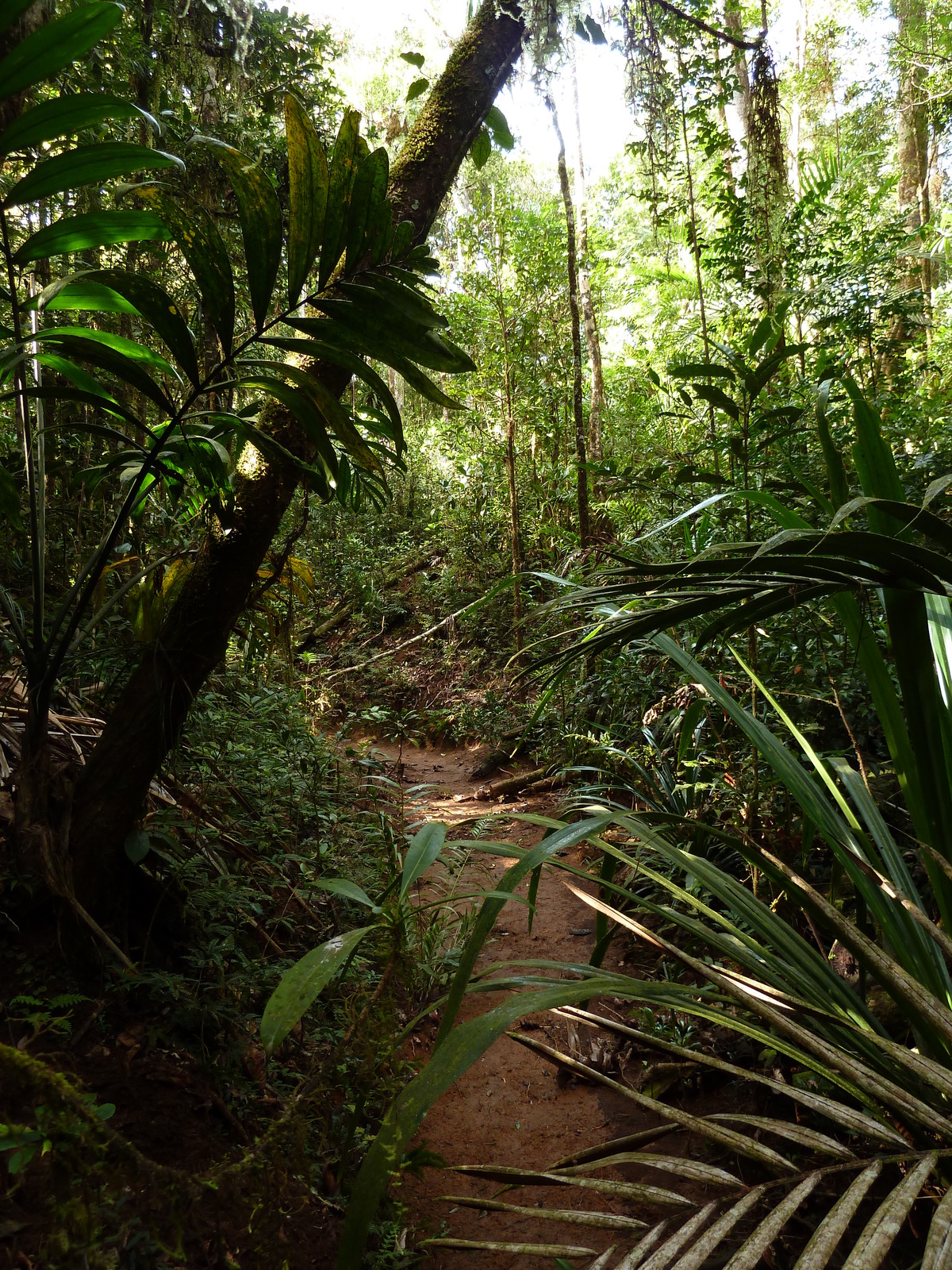 รูปถ่าย นิวแคลิโดเนีย(New Caledonia) อุทยานริเวียร์เบลอ(Parc de la Riviere Bleue) โรงแรมเลอกร็องกาโอรี(Le Grand Kaori) 2010-05 40