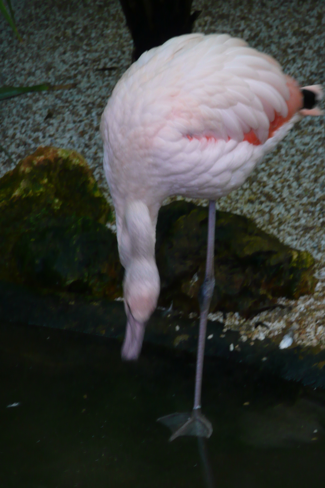 รูปถ่าย ฝรั่งเศส(France) นีส(Nice) สวนฟีนิกซ์(Phoenix Parc) 2007-10 99